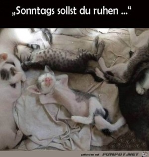 Sonntags.jpg auf www.funpot.net