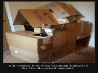 Katze in Kartonfestung