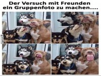 Hundegroupies bei einem misslungenen Fotoshoot