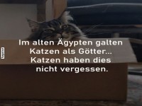 Katzen-Pharao auf dem Karton-Thron!