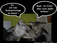 Schmetterlinge im Bauch