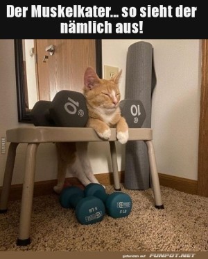 Kater-Chillt-mit-den-Hanteln.jpg auf www.funpot.net