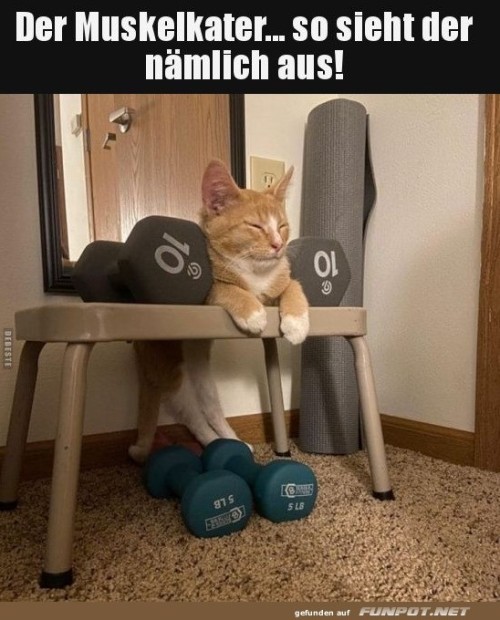 Kater-Chillt-mit-den-Hanteln.jpg auf www.funpot.net