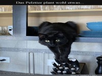 Samurai-Katze im K�cheneinsatz!