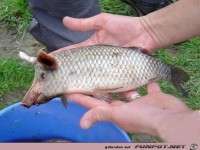 Schweinefleisch im Fisch