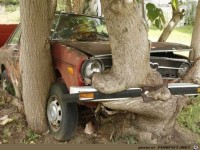 Die Natur holt es sich zur�ck