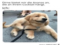 Hund mit super lustigem Gesichtsausdruck 