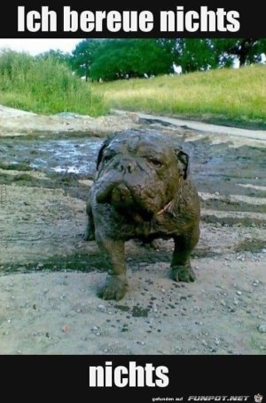 Hund-bereut-nichts.jpg auf www.funpot.net