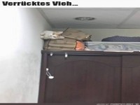 Verr�ckte Katze