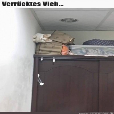 Verrückte-Katze.jpg von Luis