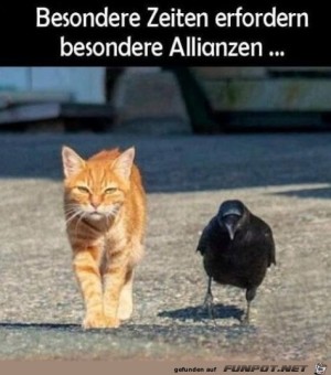 Besondere-Allianz.jpg auf www.funpot.net