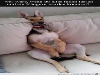Wie ein K�nguru