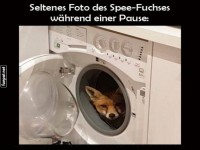Fuchs entdeckt Waschmaschine