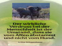 der wirkliche verdruss