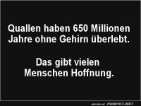 Quallen: Die ultimativen Überlebenskünstler