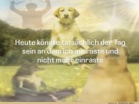 Zen und Hunde: Ein meditativer Retriever