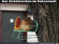 Eichh�rnchen