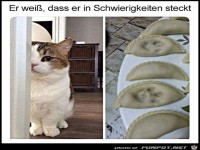 Katze mit schlechtem Gewissen