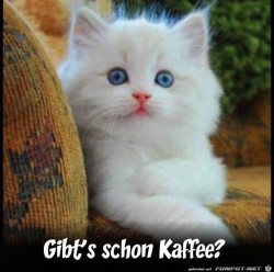 Kaffee.jpg auf www.funpot.net