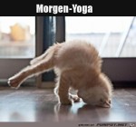 Katzen-Yoga.jpg auf www.funpot.net