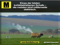 Schafe
