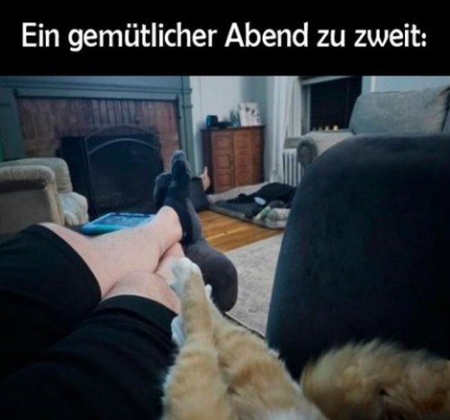 Katzen-und-Socken:-Ein-Duo-macht-Feierabend!.jpg auf www.funpot.net