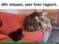 Die Katze ist hier der Chef
