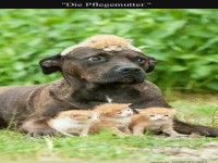 Ein Hund als Chefkatzensitter!