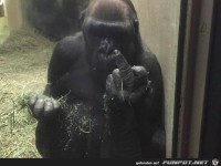 er wei&szlig; nicht was er tut