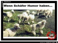 Wenn Sch�fer Humor haben