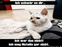 Die Katze war es nicht