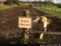 Komisches Pferd