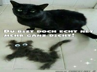 Katze ist emp�rt