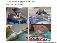 Die Katze mitten in der Nacht