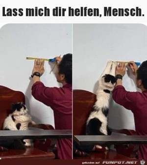 Katze-hilft.jpg auf www.funpot.net