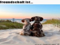 Freundschaft