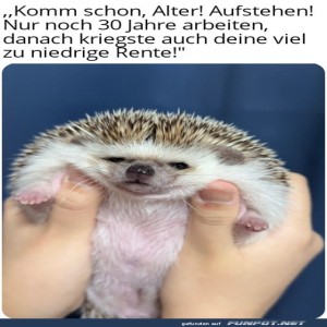 fun-Bild: Motivational Igel für einen langen Arbeitstag