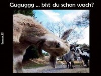 Fr�hst�cks-Kontrolle durch die neugierige Ziege
