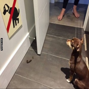 Hund-kontra-Zeichenchaos.jpg von Wilhelmine