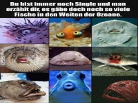 Jede Menge Fische im Ozean