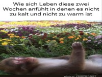 Affe genie�t den perfekten Wettermoment