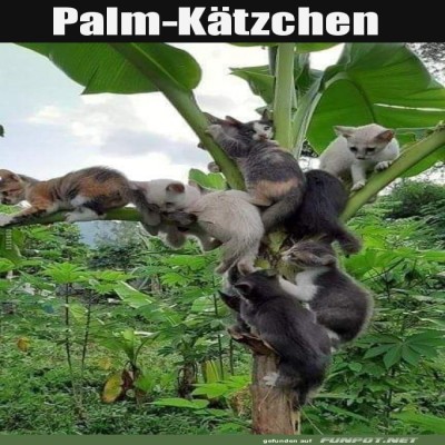 Palm-Kaetzchen.jpg von Lennox44