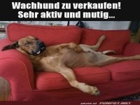 Wachhund-Werden leicht gemacht!