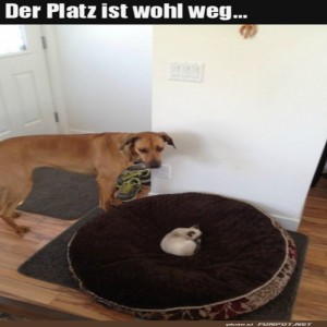 fun-Bild: Schlafplatz ist besetzt