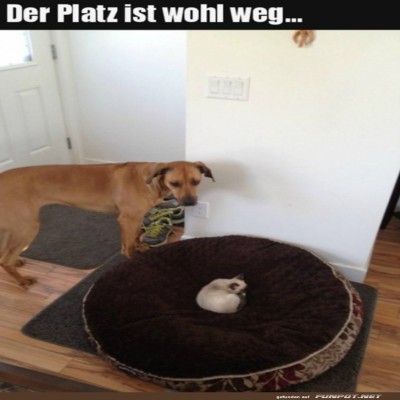 Schlafplatz-ist-besetzt.jpg von Goldlocke