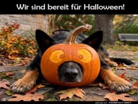 Kürbis-Kopfbedeckung: Herbstmodus aktiviert!