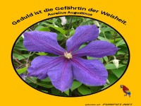 Geduld ist die Gefaehrtin