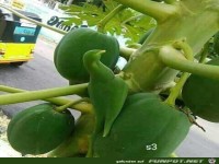 Seltsamer Pflanzenwuchs...