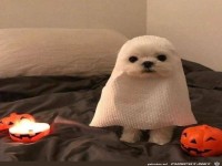 Sehr angsteinfl��end