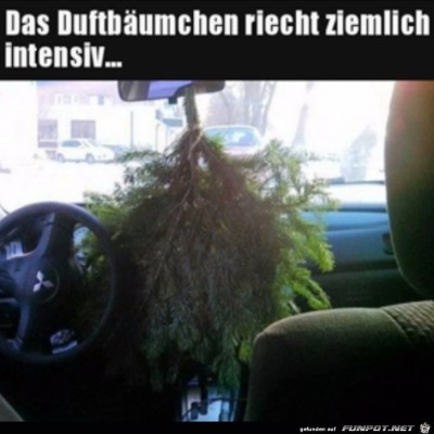 Gro&szlig;er-Duftbaum.jpg von Rebecca